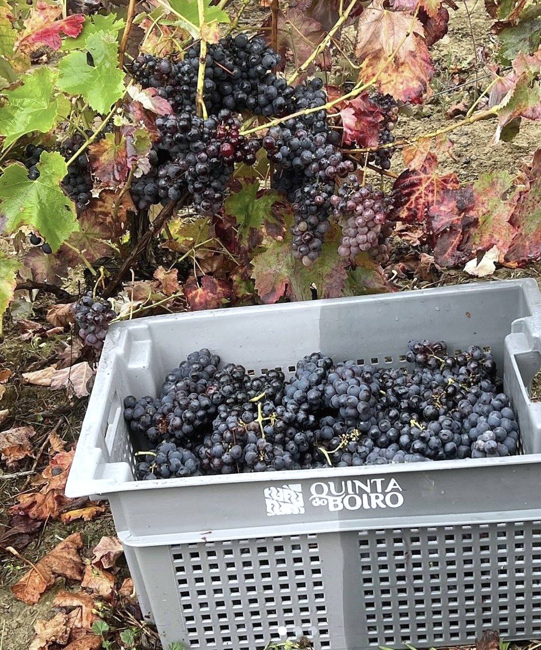 A morning walk through the vines